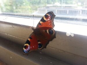 🐦 Greetings from a very rare guest in…